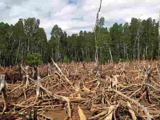 deforestation malayalam essay