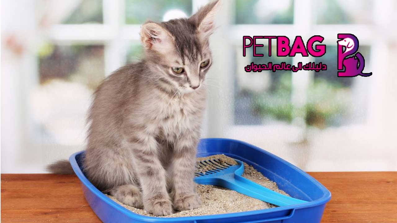 الإمساك عند القطط اعراض المرض و علاج الإمساك عند القطط