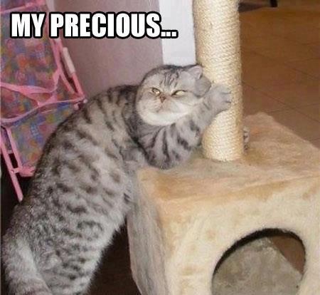 my-precious-cats-kitten-kitty-pic-picture-funny-lolcat-cute-fun-lovely-photo-images.jpg