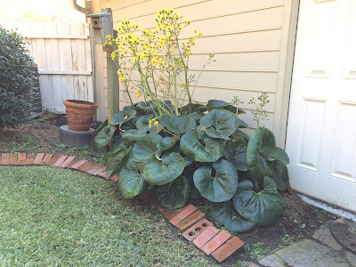 SHOOTS & MATTERS: December 2017