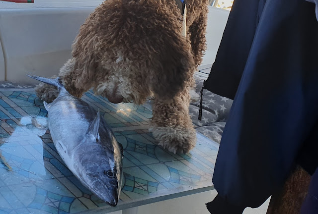 [Imagen: 20190511_120407.jpg]