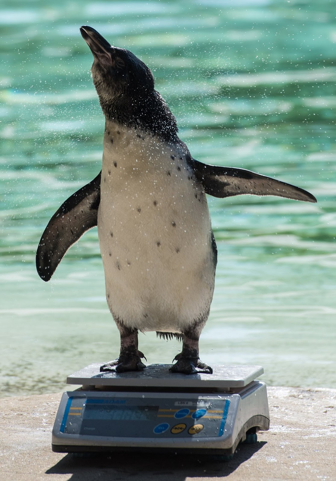 Глупый пингвин прячет тело жирное. Толстый Пингвин. Робкий Пингвин. Толстый Пингвин робко.