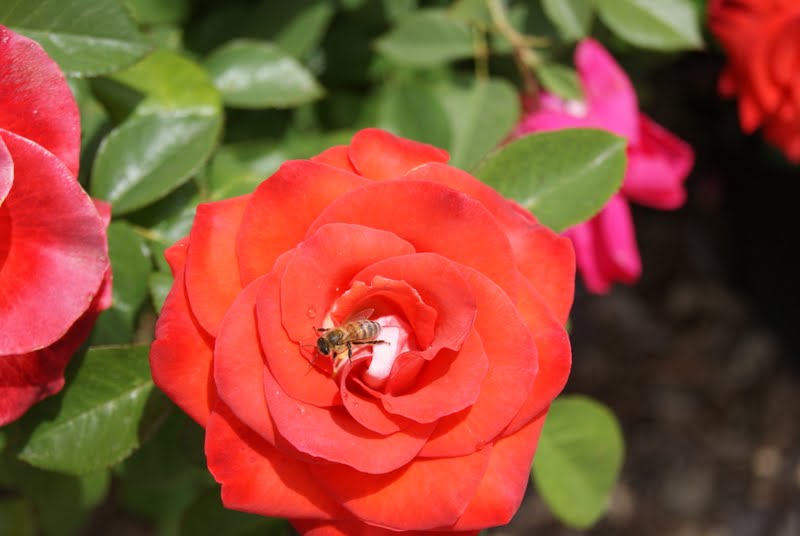 Divya Times June 4/Day 155 Honey Bee on a Rose!
