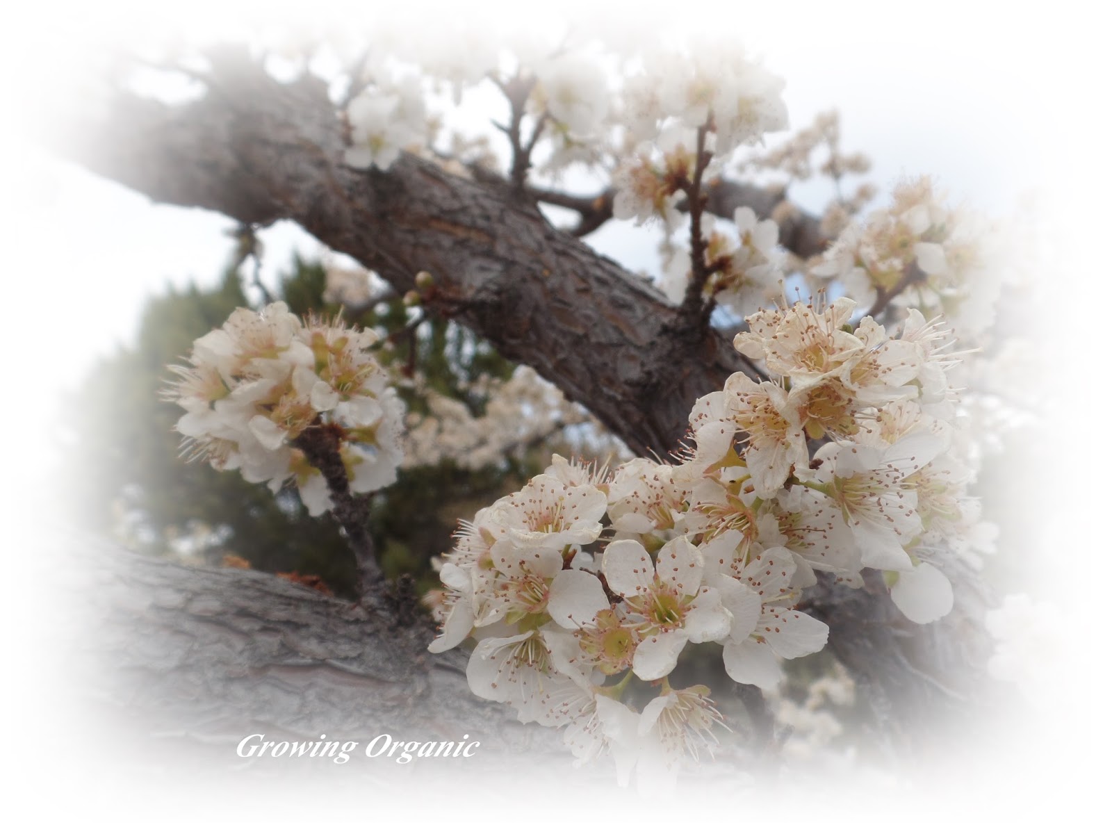 Growing Organic Where Does the Fruit Grow? Identifying Apple and Pear