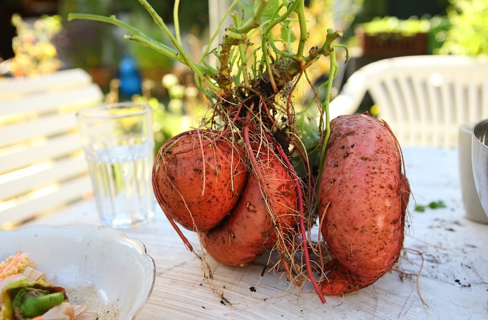 Top 5 Amazing Health Benefits of Yam