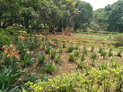 Botanical-garden-araku