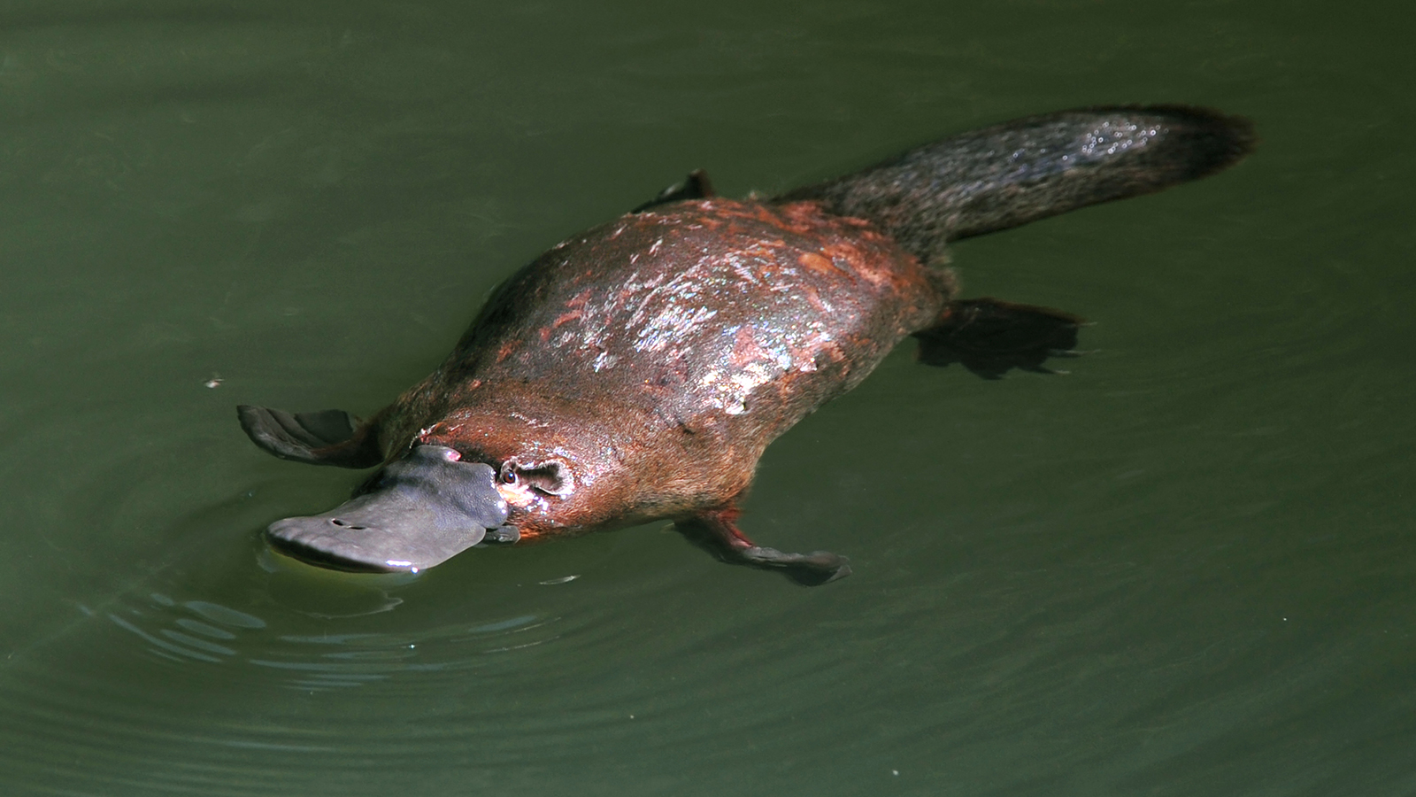 Ignasi Peraire Science Blog The Platypus (5th Grade)