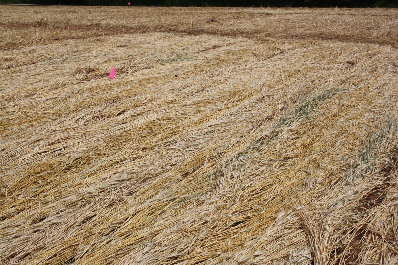 Nova Scotia Vegetable Blog: Time to crimper roll winter rye for ...