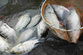 Berapa Harga Supplier Jual Ikan Nila Bibit dan Konsumsi Jambi