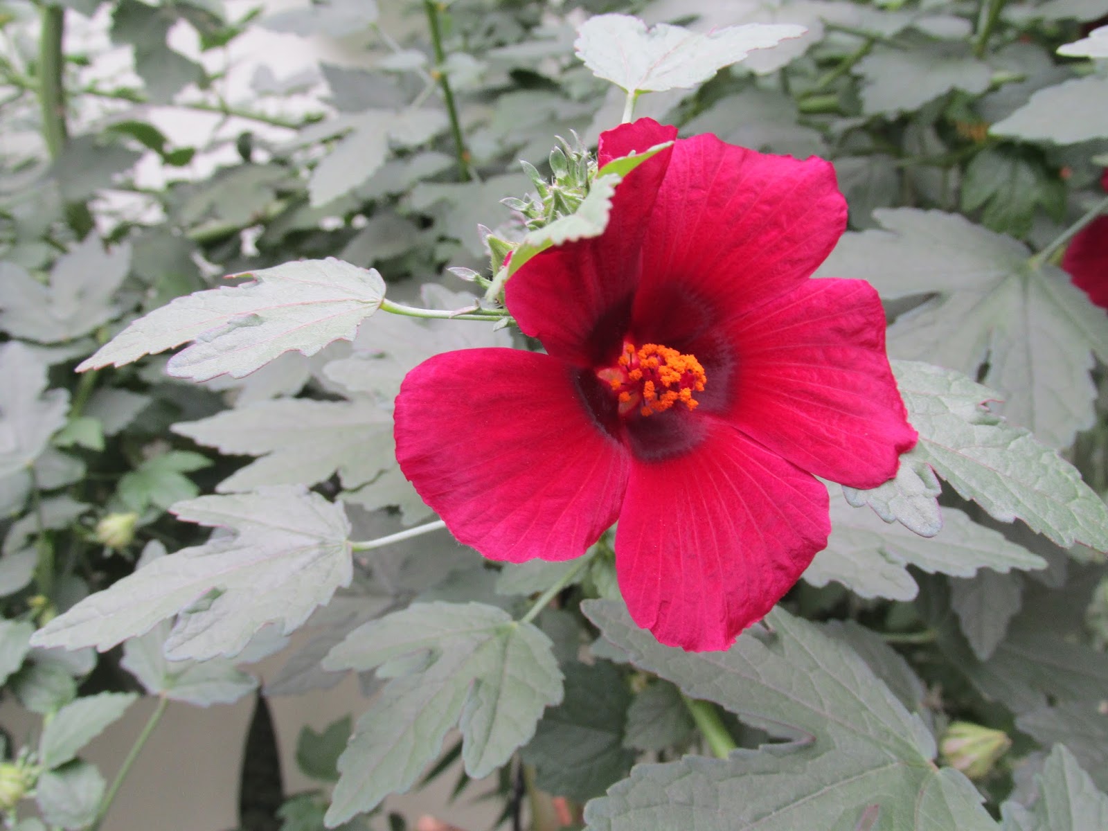 Qual O Verdadeiro Cha De Hibisco