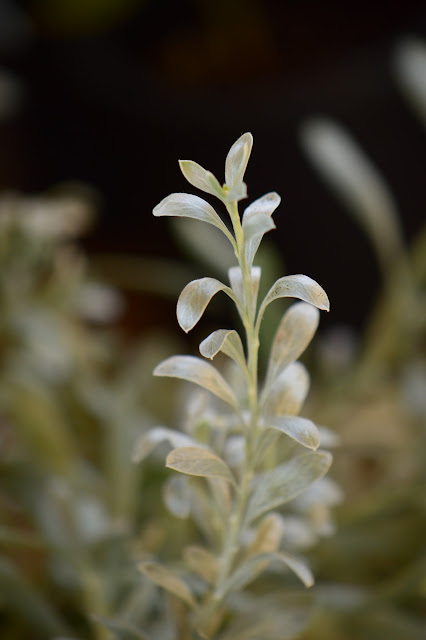 Convolvulus cneorum