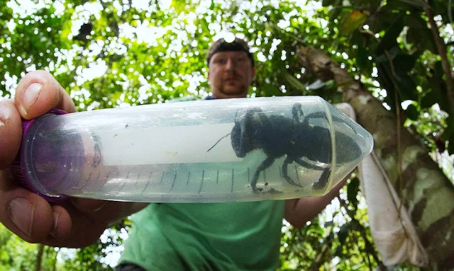 Hallan abeja más grande del mundo por primera vez luego de 38 años