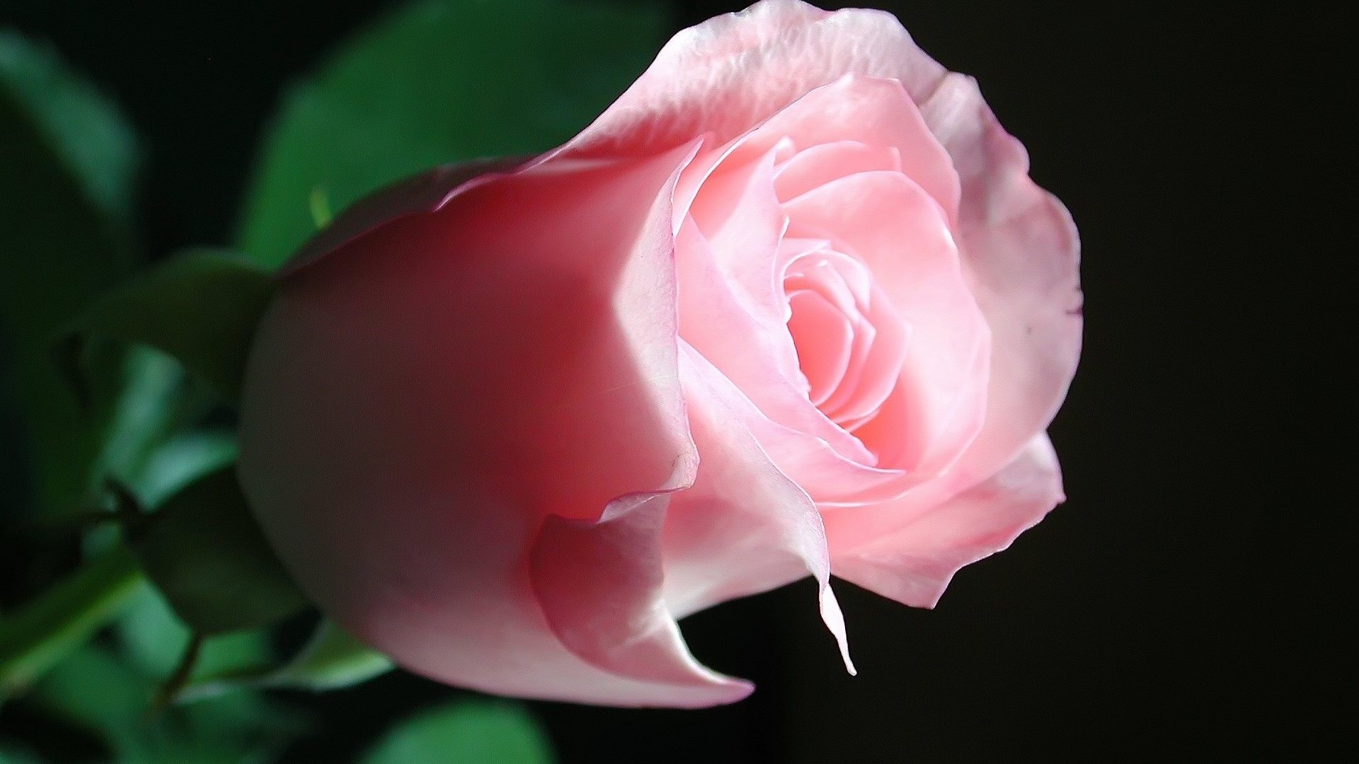 Beautiful Pink Rose - High Definition Wallpapers - HD wallpapers