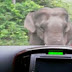 Tailandia, elefante pisotea un auto