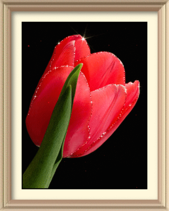 тюльпаны гиф. тюльпаны с капельками. тюльпаны гиф. мерцающие тюльпаны. тюльпаны гиф.