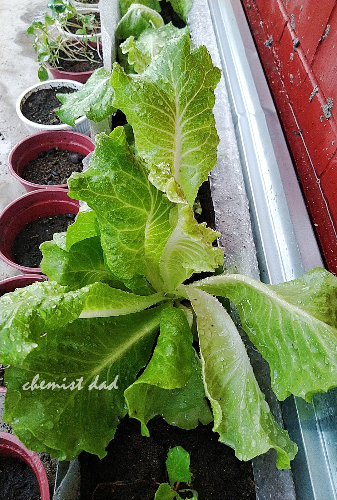 Urban Gardening How to Grow Lettuce