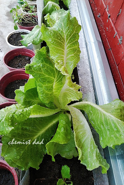 One of the important thing in planting lettuce is water. Keeping the soil moist especially during hot weather is good for the plant. Mulch the soil with sawdust or rice hull will help.