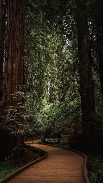 HD Wallpaper Nature Forest Way HD Wallpaper Nature Forest Way