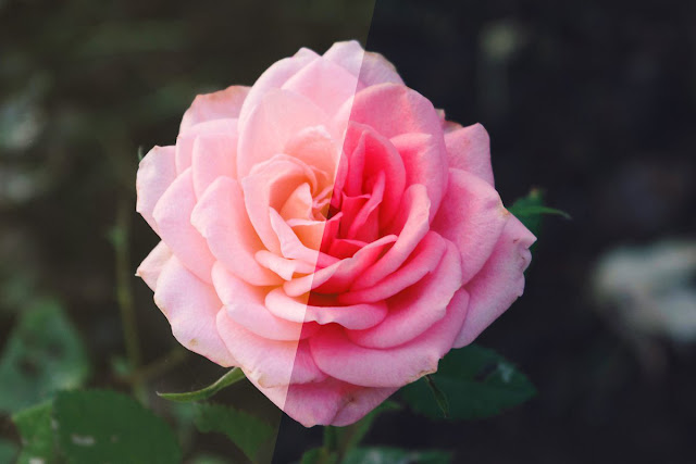 Rose Photoshop Action 4974092 4 Rose Photoshop Action 4974092 ..