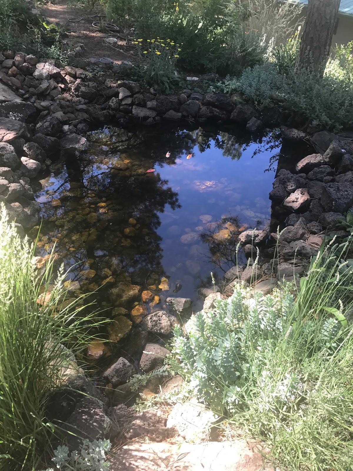 Coconino Mg Association