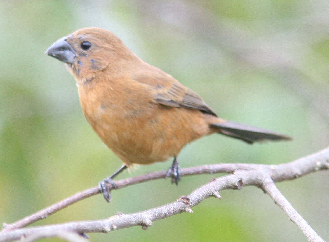 Argentina nativa Reinamora grande (Cyanoloxia brissonii)