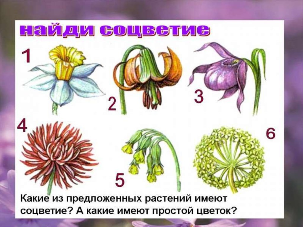 Простые цветки биология. Соцветия. Одиночное соцветие. Соцветия растений. Изображение разных растений.