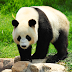 Giant panda no longer Endangered