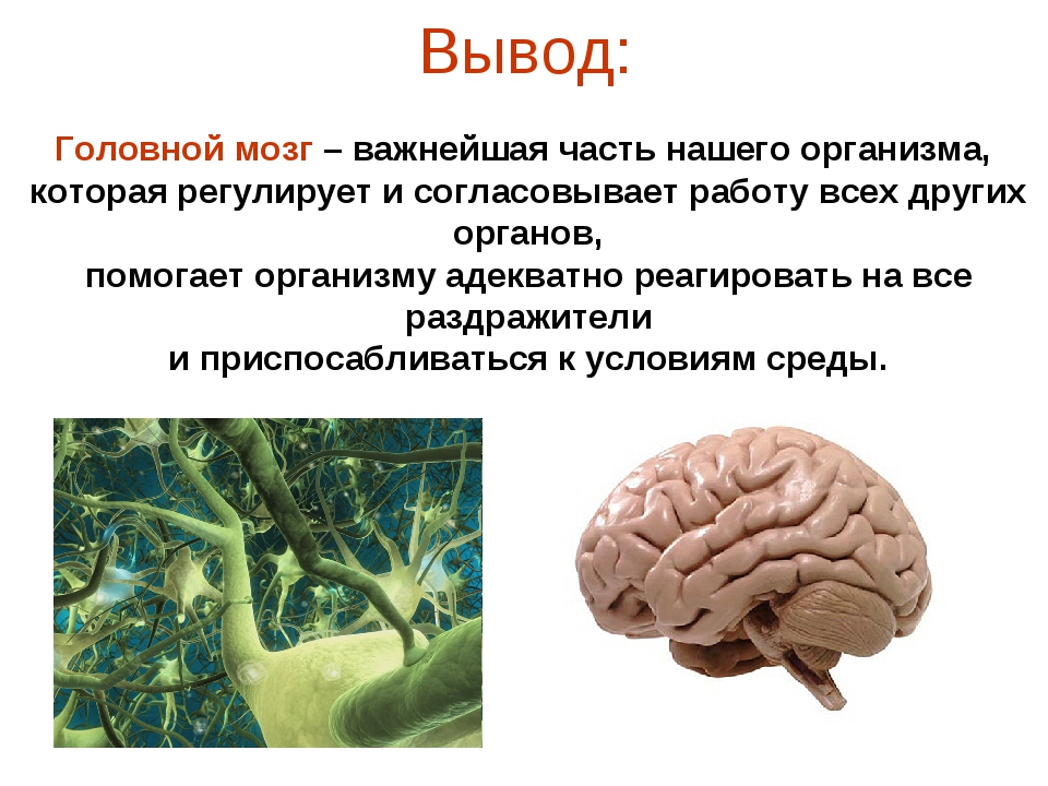 Интересное о мозге человека