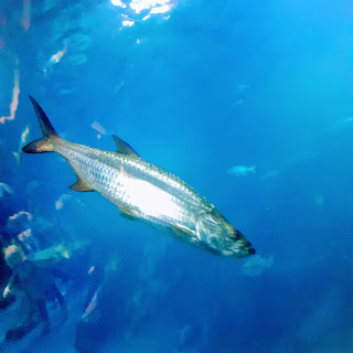 Silvery big fish in blue water, at an aquarium