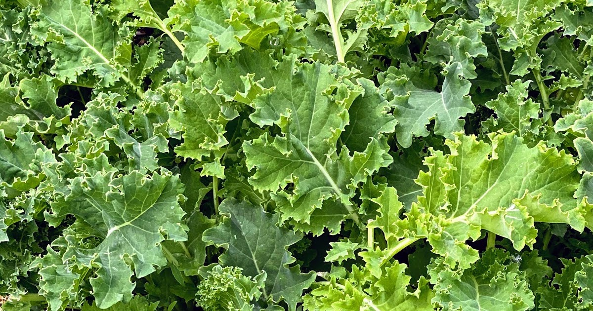 Walking Arizona Kale growing in a garden