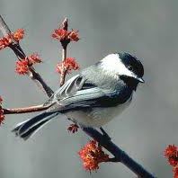 Chickadee Home Nest