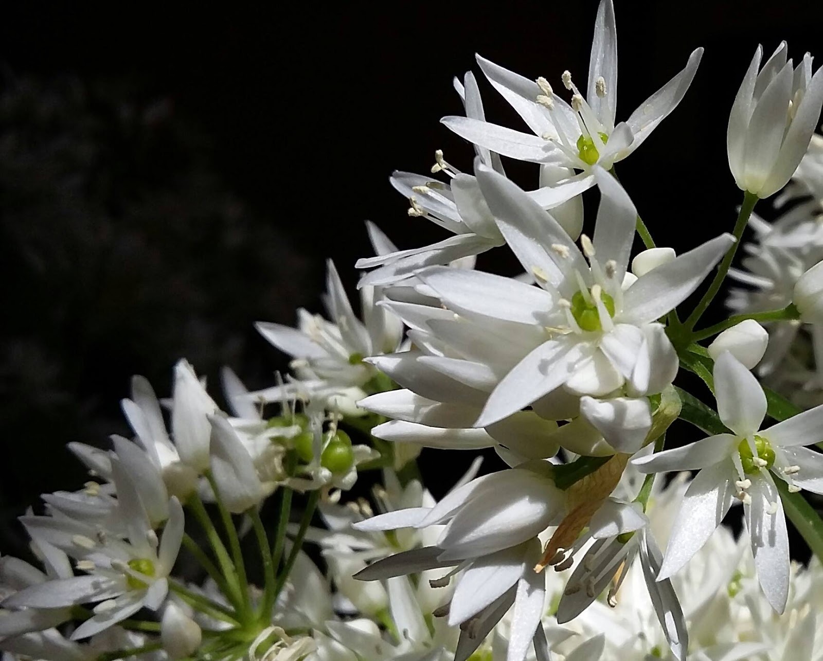 Semi Di Aglio Orsino Biologico - Circa 100 Semi, Per Giardino E Bosco - Foto 2