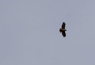 Hawk flying near Sunnybrook dog park.