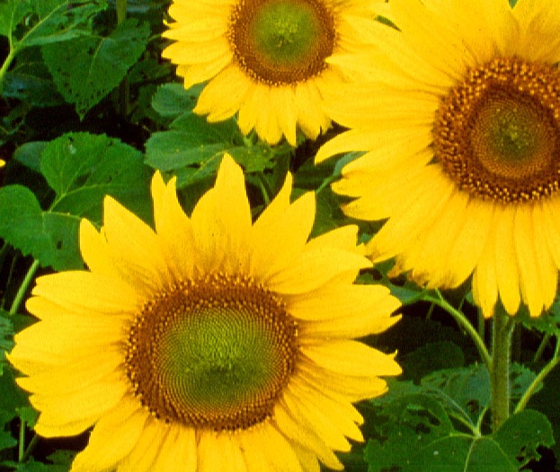FOOD HISTORY History of sunflower oil