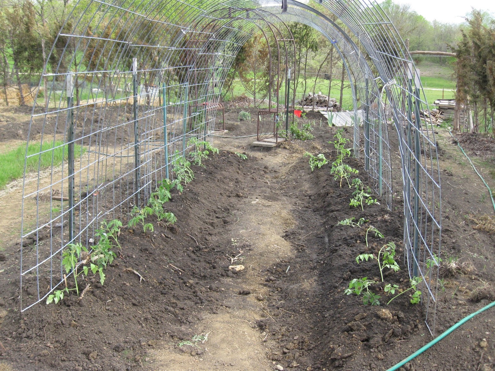 The Lehrmans Tomatoes are in and grape planting party!