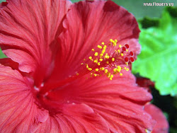 hibiscus flower flowers wallpapers background tropical desktop exotic hawaiian names mac backgrounds hawaii abstract plant pink posts am flowering homes