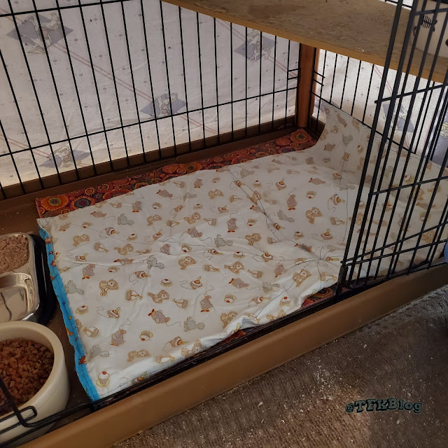 Tails from the Foster Kittens Changing the bedding with a feisty mom cat