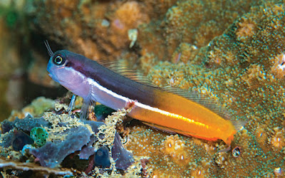 Ikan Blenny (Ecsenius Springeri)