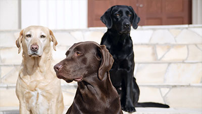 Labrador Retriever