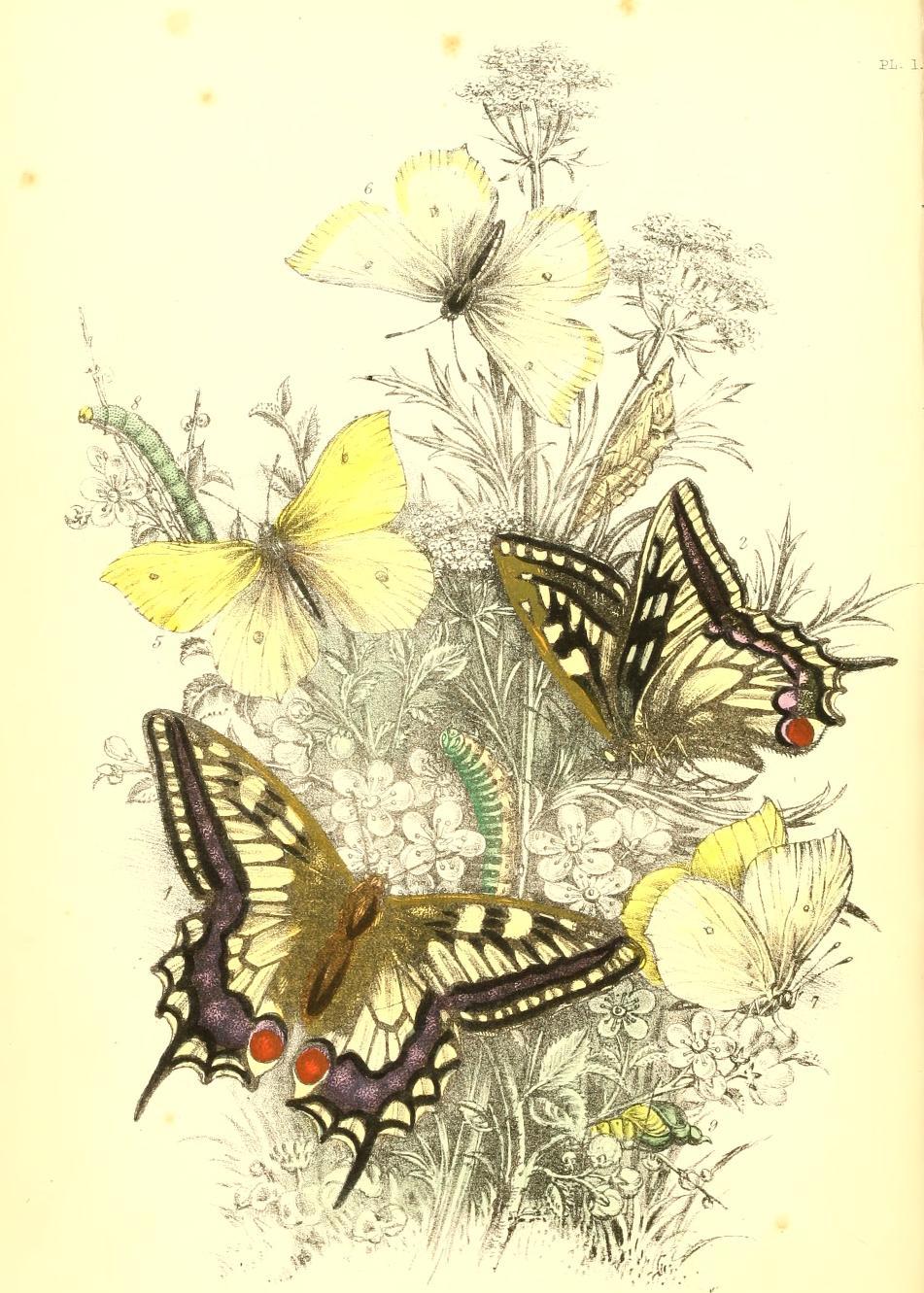 bumble button British Butterflies Victorian Book of Beautiful Butterflies Illustrations