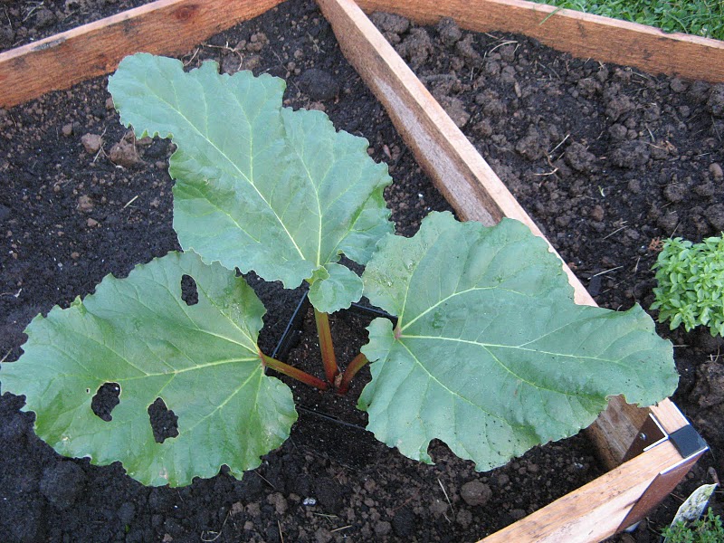 Dinky Do Something will eat rhubarb leaves!