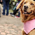 Instituto de Bienestar Animal enfatizará en el registro y control de perros