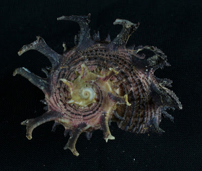 Real Monstrosities Angaria