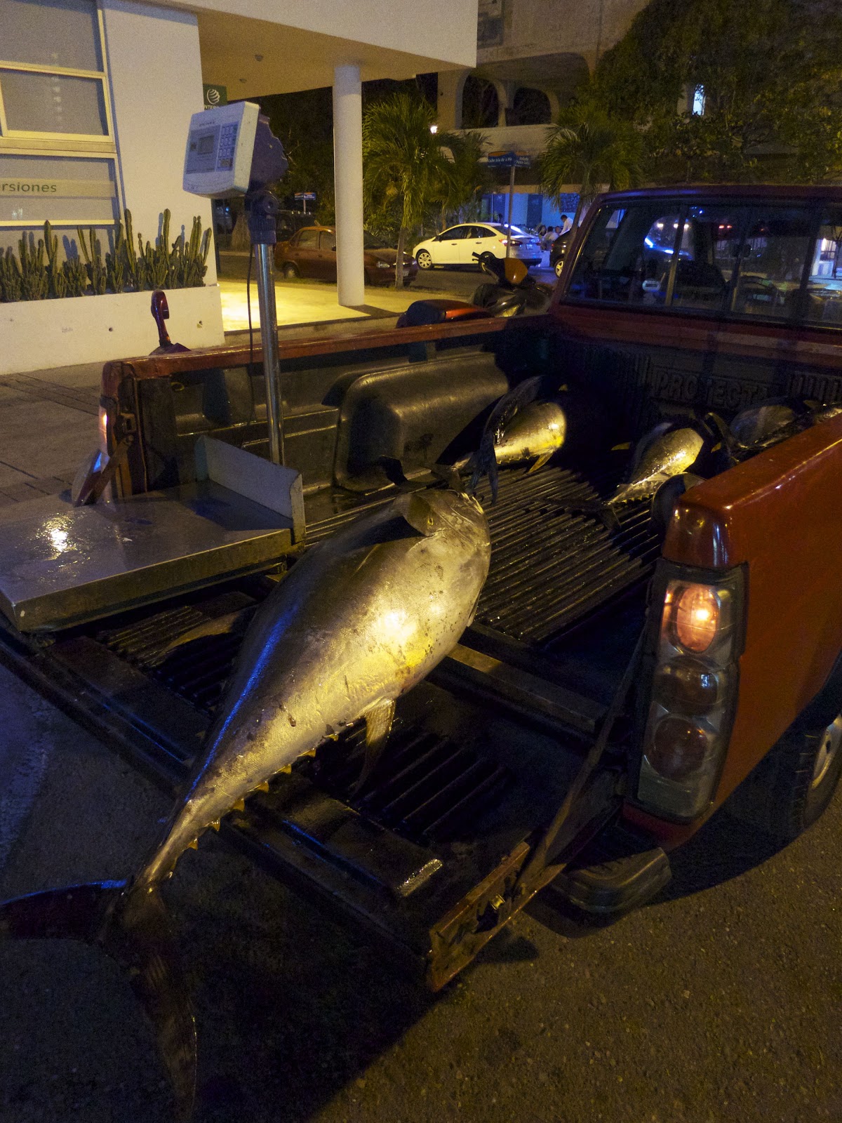 Live Inside My Bubble Ixtapa, Mexico Day 2