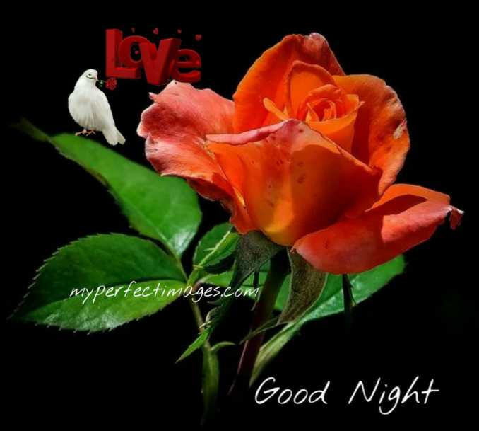 Good Night Rose images Free Download for Whatsapp Status,Photo Pictures ...