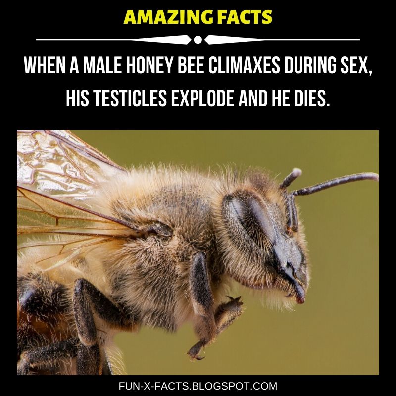 When A Male Honey Bee Climaxes During Sex His Testicles