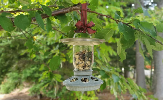 mason jar filled with birdseed hanging in pine tree