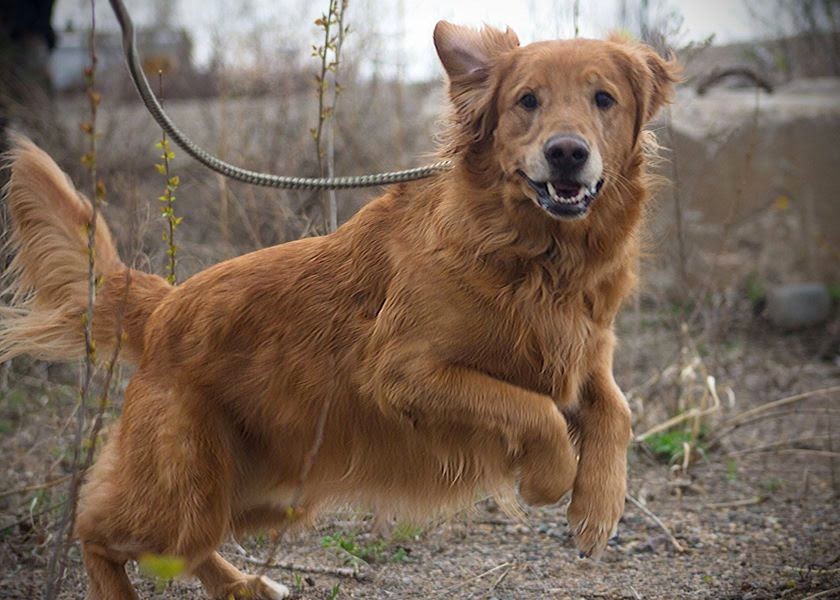 Gopher Sessions: Adventures and Experiences with a Therapy Dog