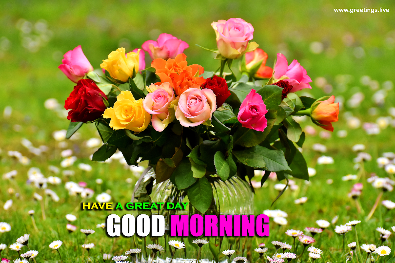 "Stunning Collection of Full 4K Rose Good Morning Images HD - 999+ Top