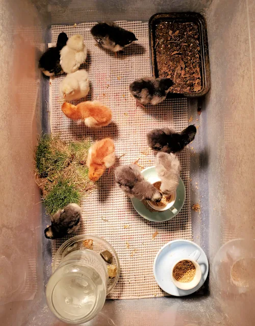 chicks in plastic tote brooder with feed and water